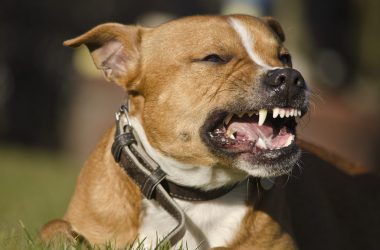 Dog Bites & Owner Responsibility in Ohio