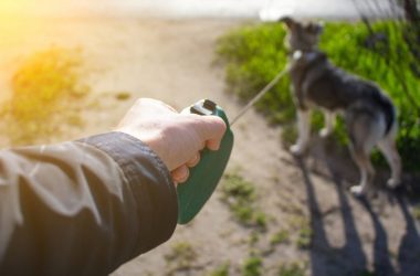 Dog Bite Injuries can be Expensive