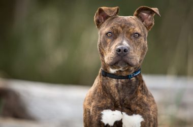 Mother of 8-Year-Old Mauled by Pit Bull Speaks Out