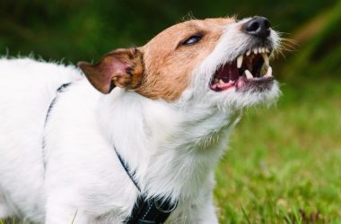 Should You File an Insurance Claim for a Dog Bite?