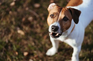 How to Prove a Dog Owner’s Negligence After an Attack